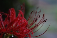 曼珠沙華