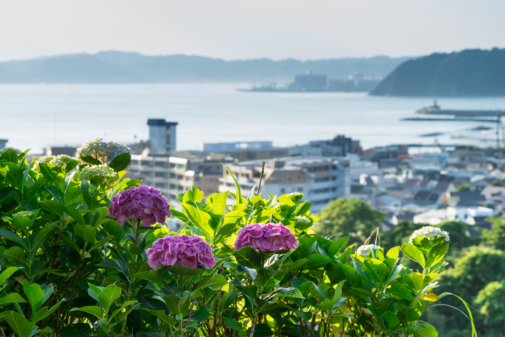 あじさい公園