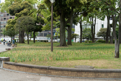 横浜公園