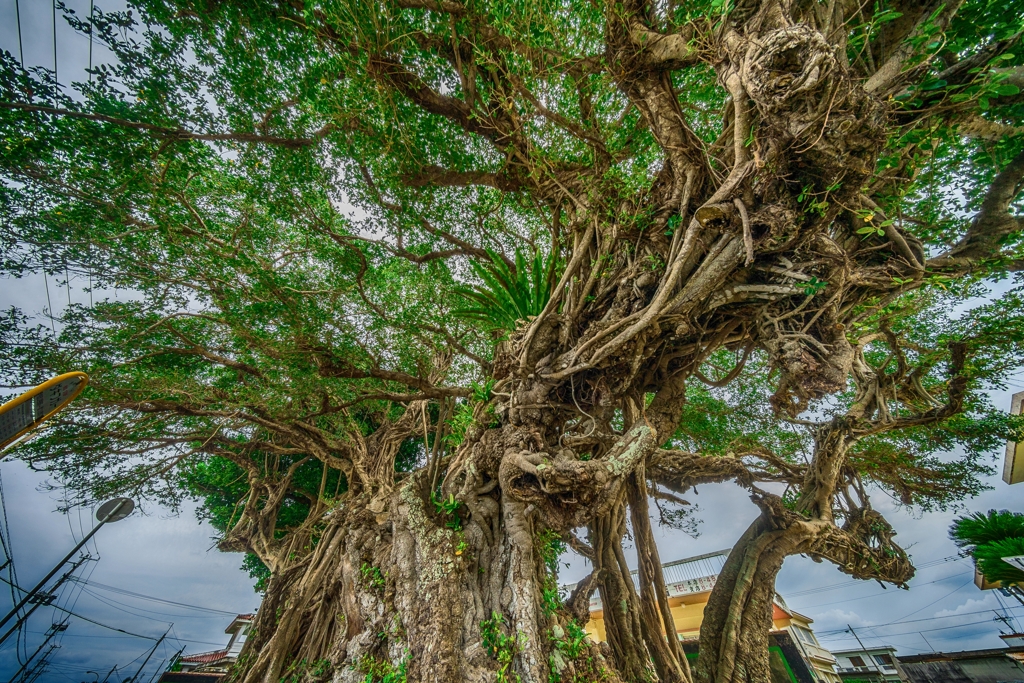 伊良部島　ガジュマルの木