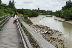 島尻のマングローブ林