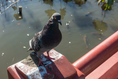鶴岡八幡宮の鳩