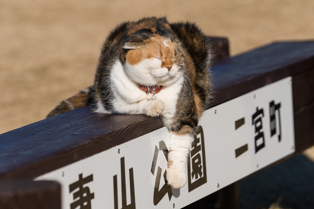 吾妻山公園 チャミちゃん