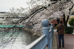 2024 春の大岡川