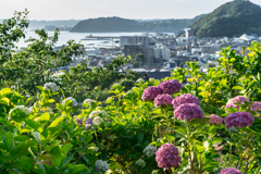 あじさい公園