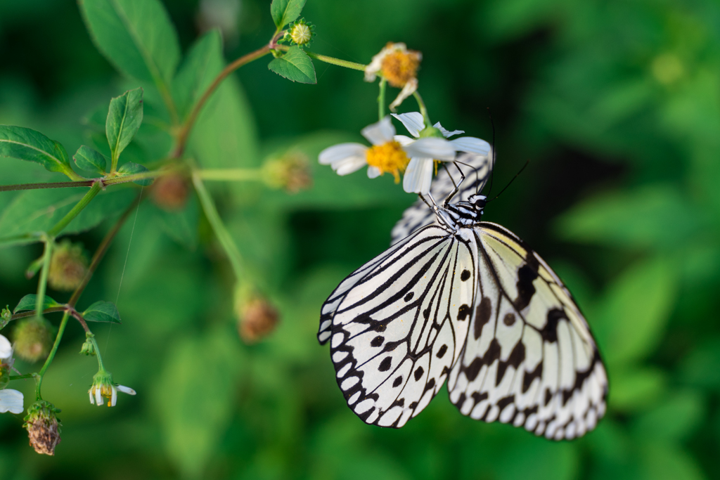 下地島で見た蝶