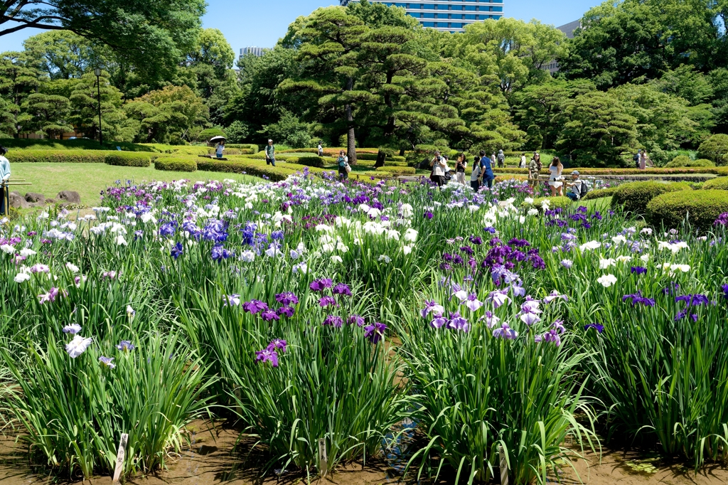 皇居　二の丸庭園