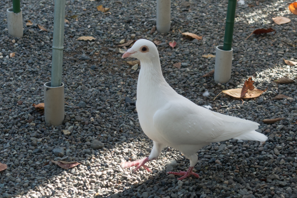鶴岡八幡宮の鳩