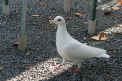 鶴岡八幡宮の鳩