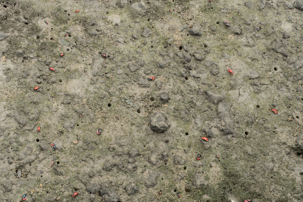 島尻のマングローブ林