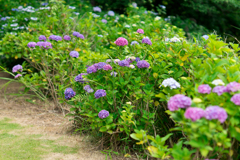 あじさい公園