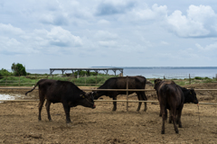 池間島　牛