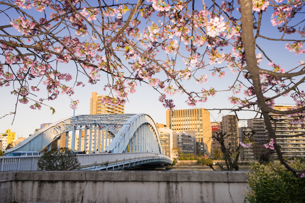 桜と永代橋