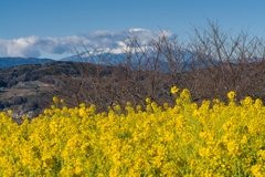 吾妻山公園