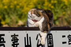 吾妻山公園 チャミちゃん