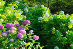 あじさい公園