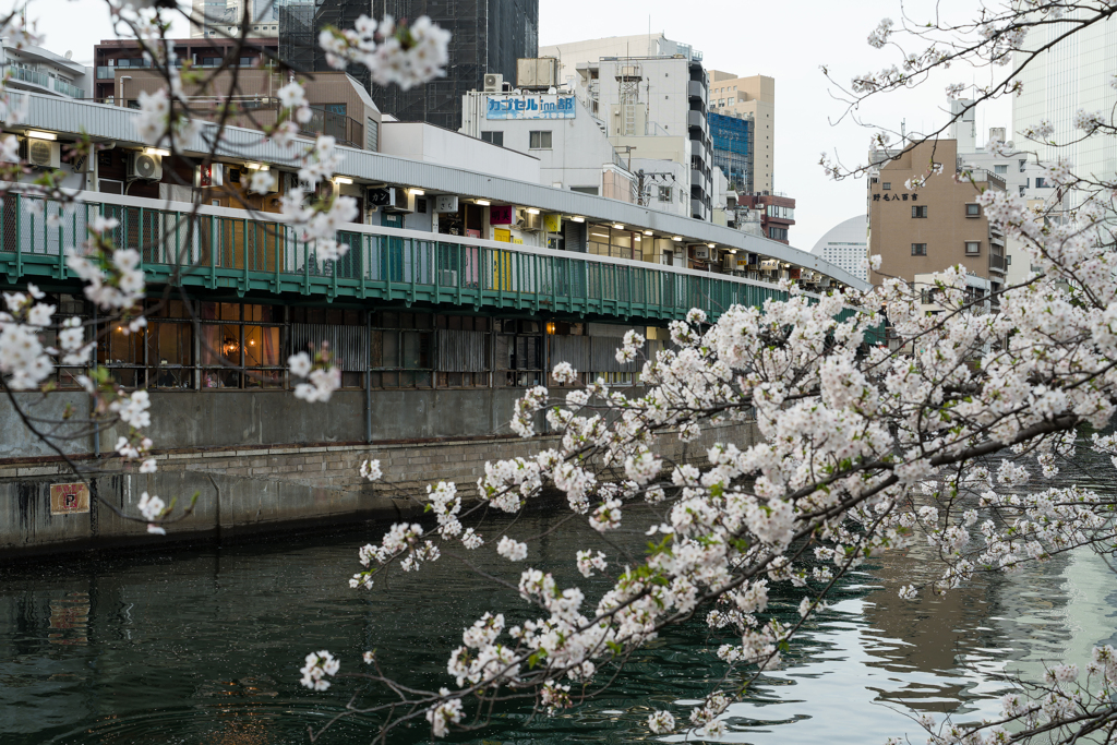 2024 春の大岡川