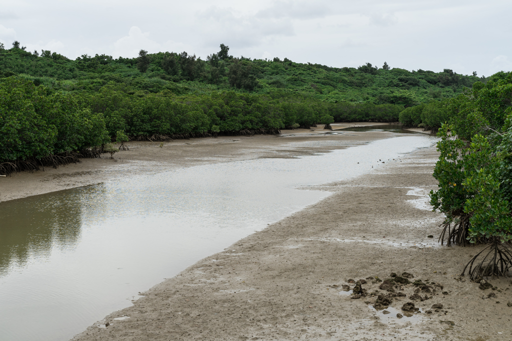 島尻のマングローブ林