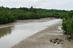島尻のマングローブ林