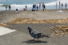 七里ヶ浜