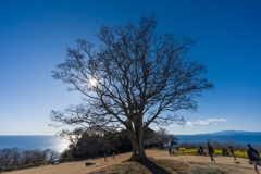 吾妻山公園
