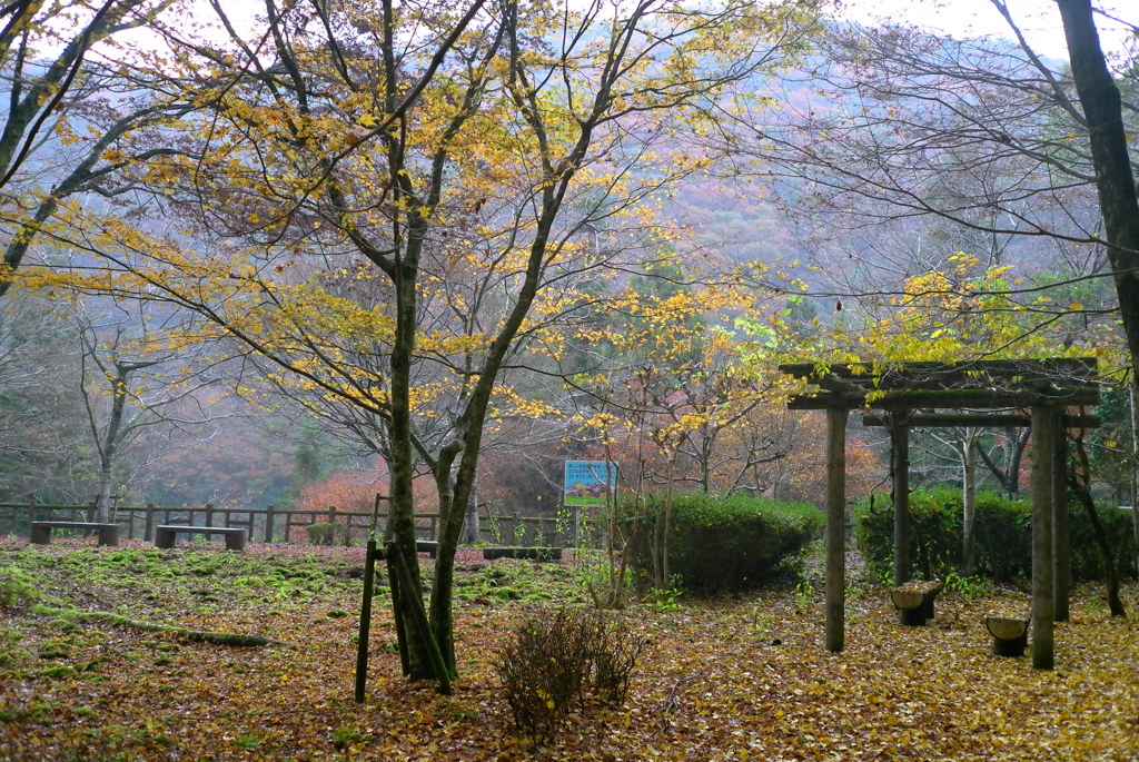 紅葉2016