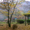 紅葉2016