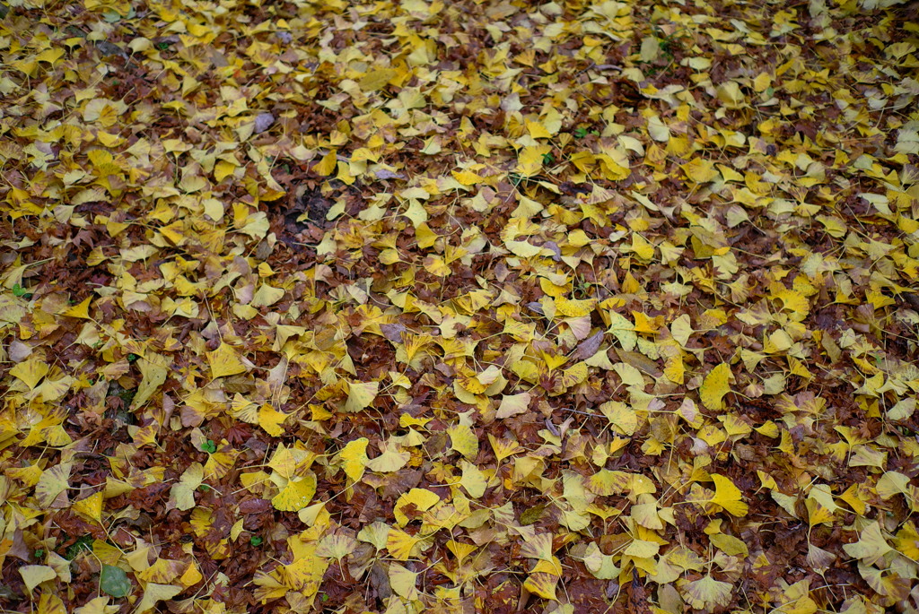 紅葉2016