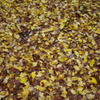 紅葉2016