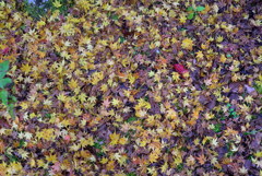 紅葉2016