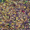 紅葉2016