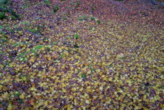紅葉2016