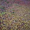 紅葉2016