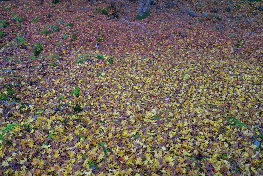 紅葉2016