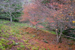 紅葉2016