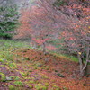 紅葉2016