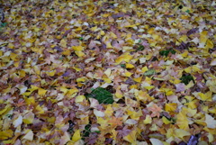 紅葉2016