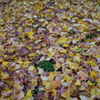紅葉2016