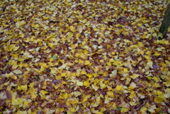 紅葉2016