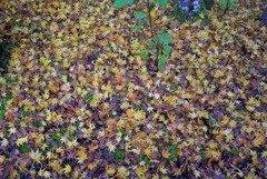 紅葉2016