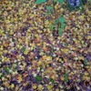 紅葉2016