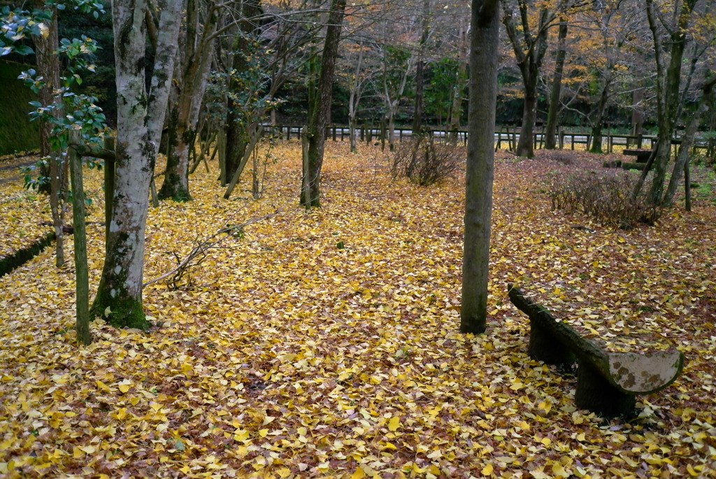 紅葉2016