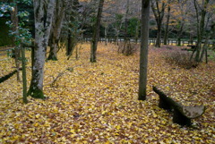 紅葉2016