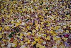 紅葉2016