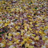 紅葉2016