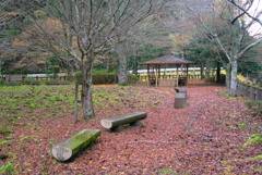 紅葉2016