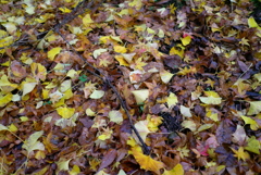 紅葉2016