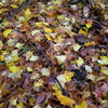 紅葉2016