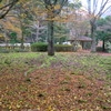 紅葉2016