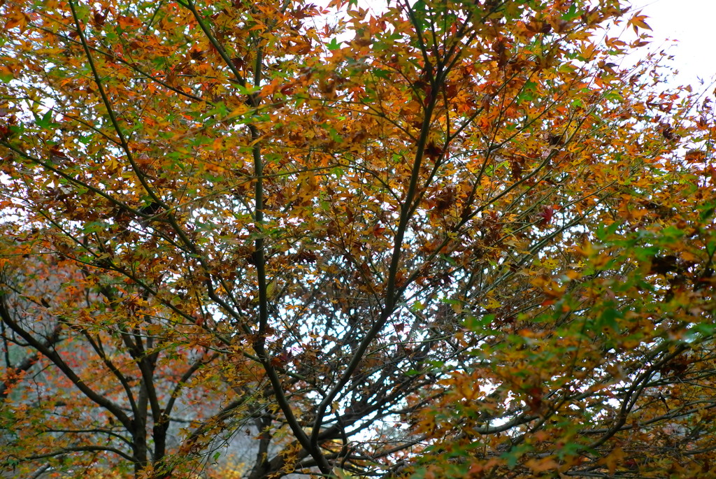 紅葉2016